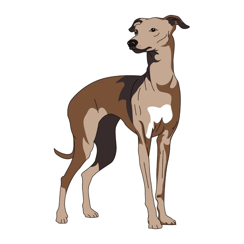 Windhund, Galgo, windhunde