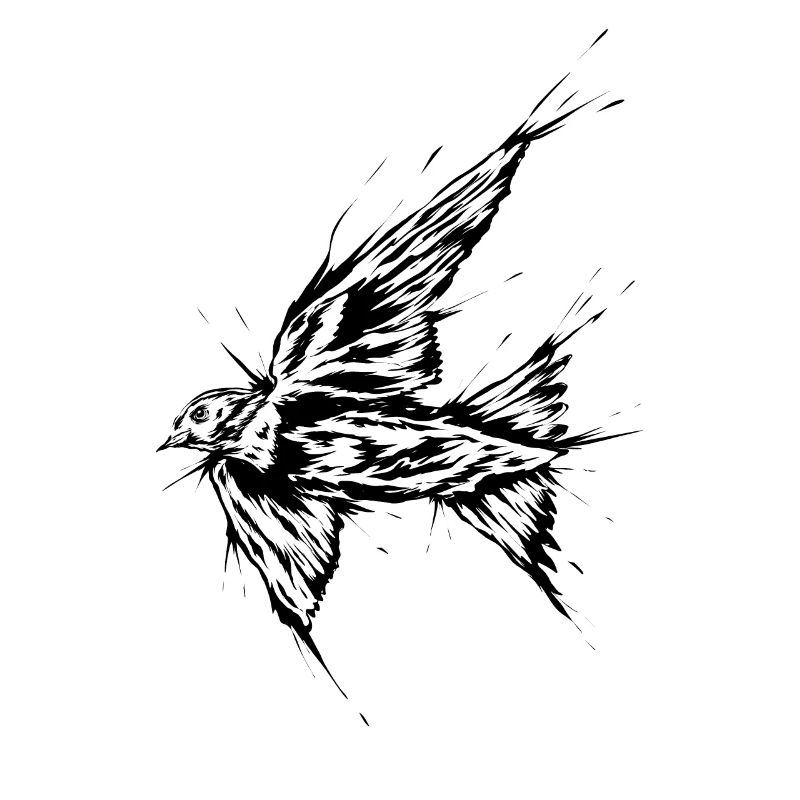 Seagull Bird