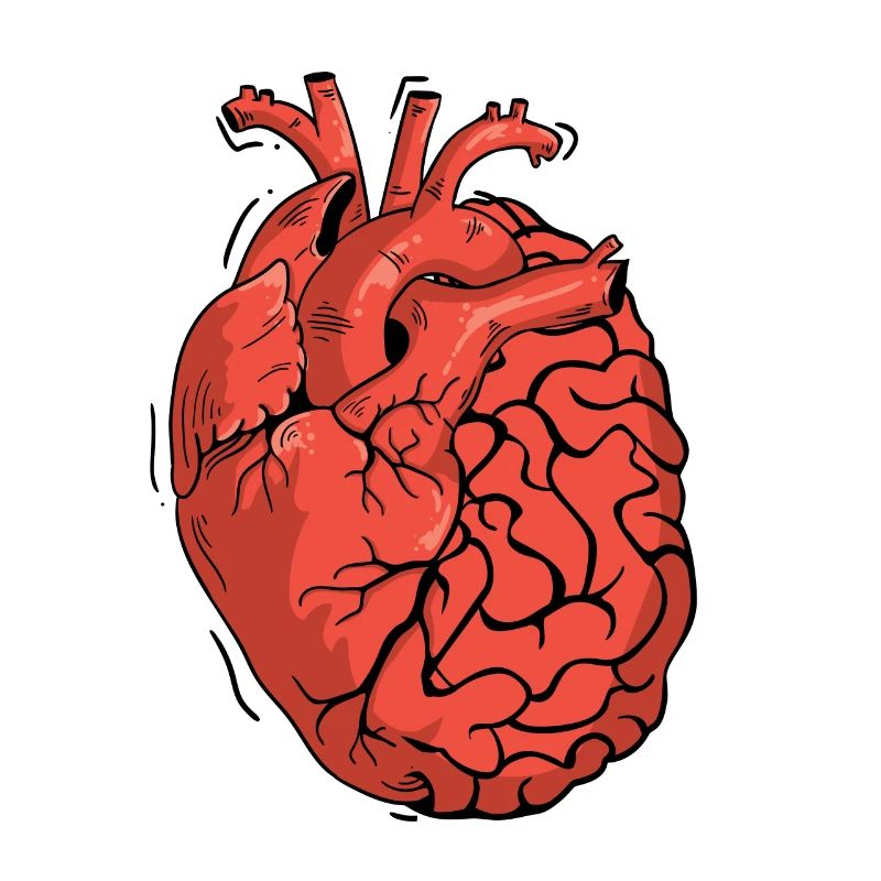 Half Brain Half Heart Organ Anatomy Science