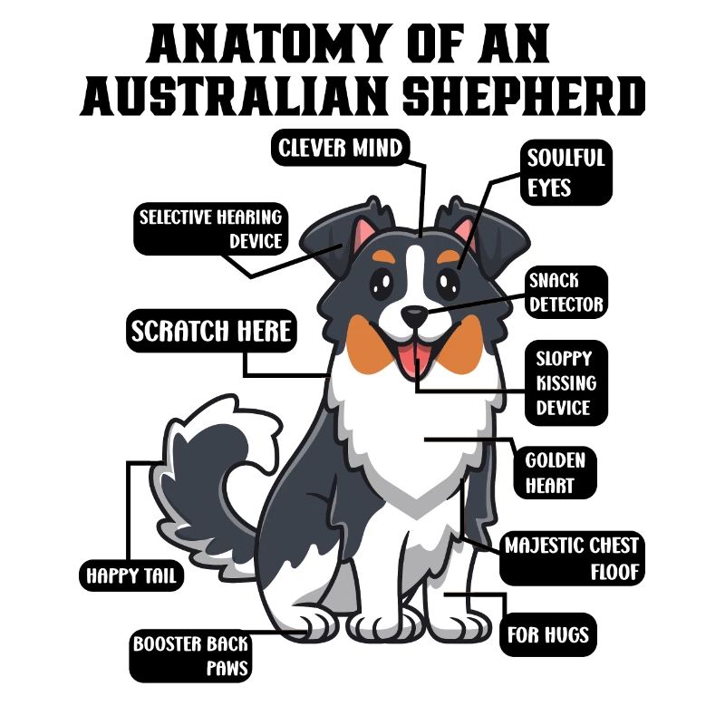 Australischer Schäferhund Aussie Dad Aussie Mom