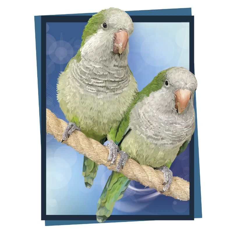 Argentine Parakeet