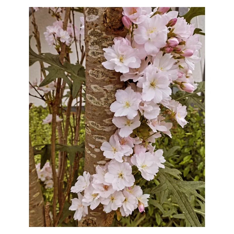 Delicate cherry blossoms on tree trunk