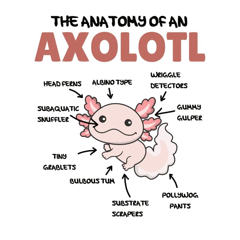 Axolotl Explication Anatomie d’un Axolotl