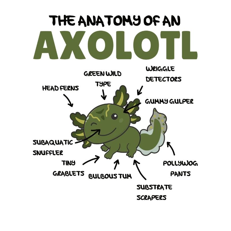 Axolotl Explication Anatomie d’un Axolotl