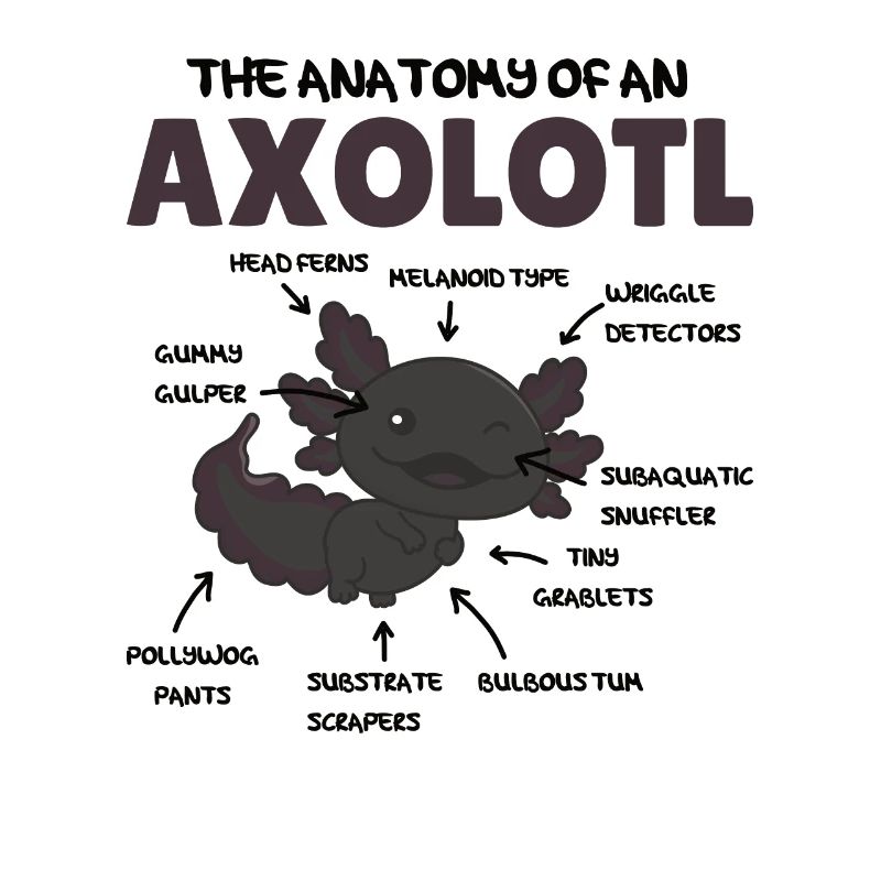 Explication de l’axolotl Anatomie d’un axolotl