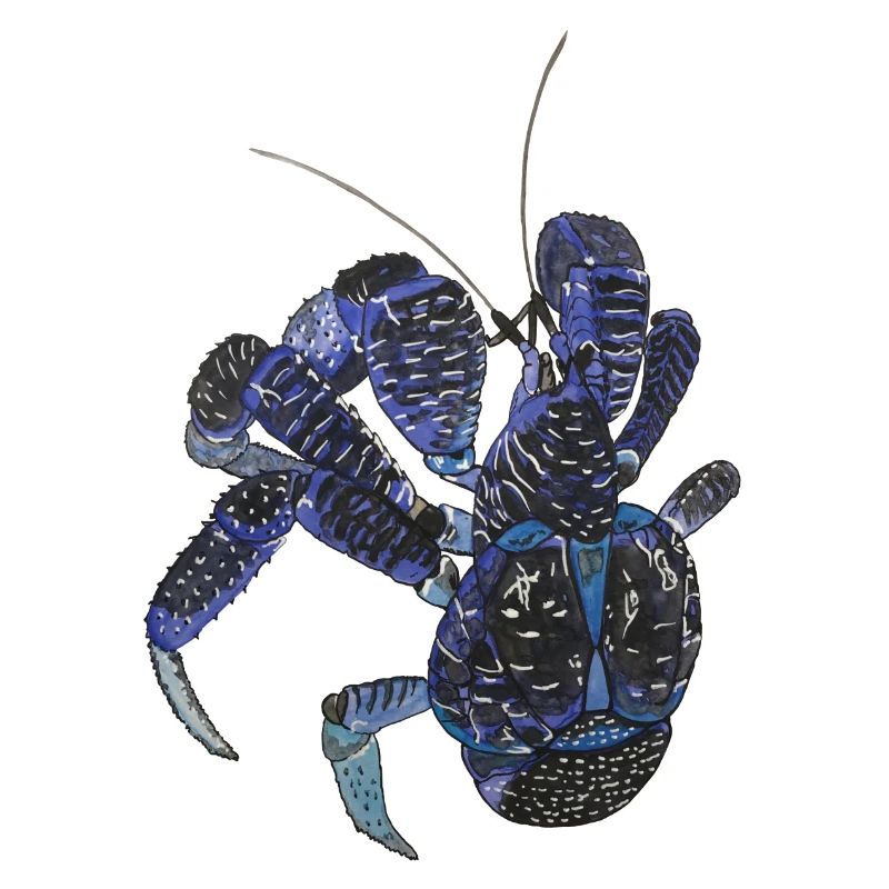 Palm thief blue crab Birgus latro hermit kre