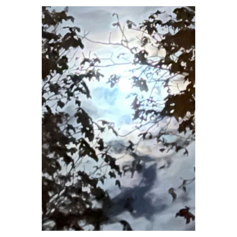 Äste vor Mondlicht