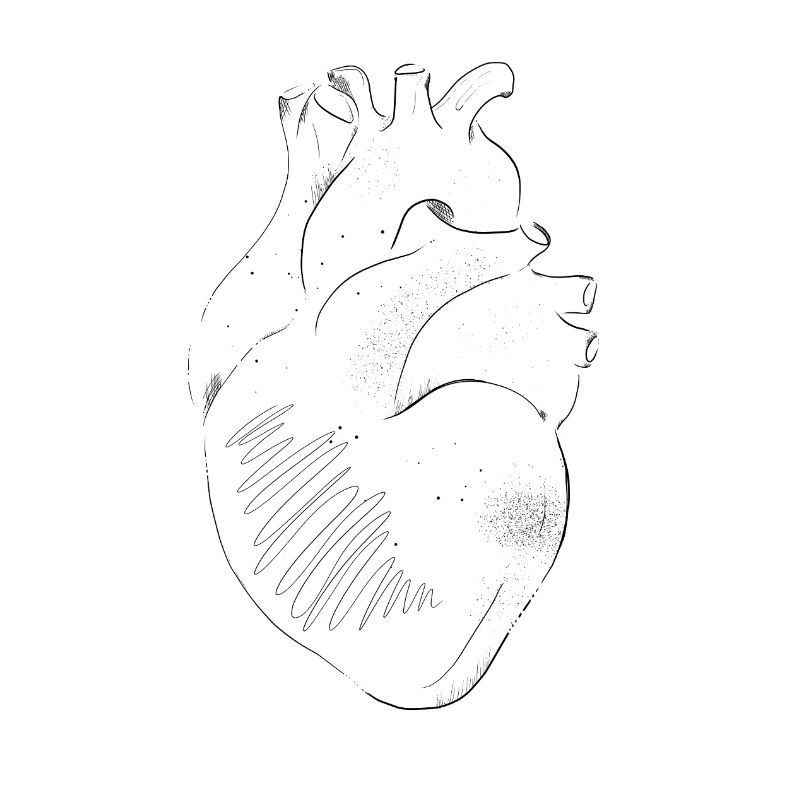 Anatomie Herz