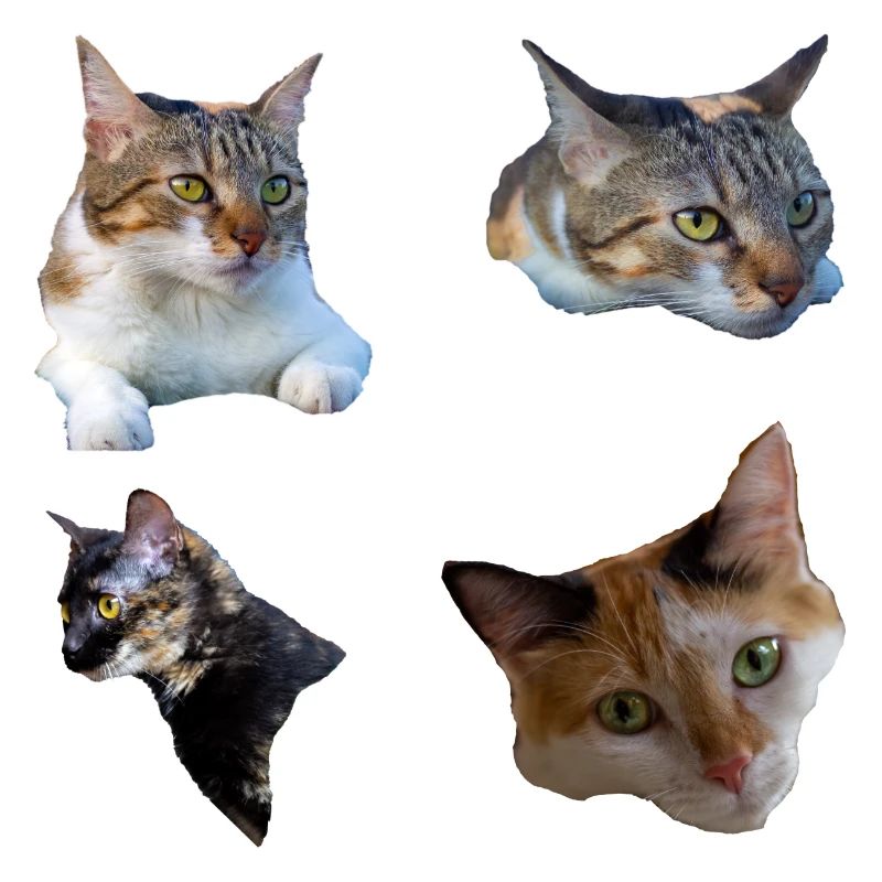 chat chatte chaton