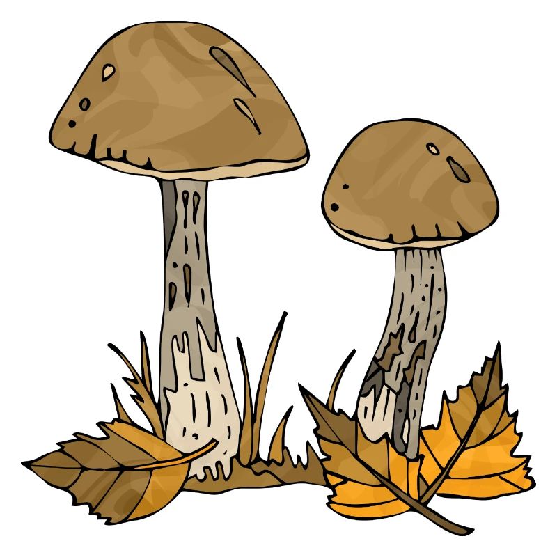 Fungi