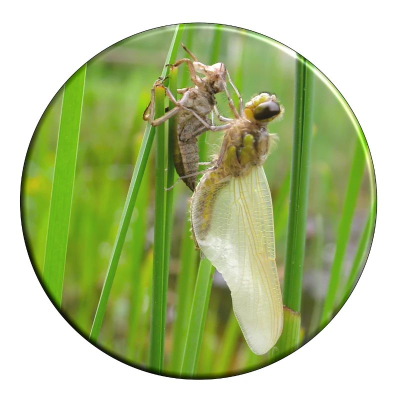 Metamorphosis is the magic word for insects