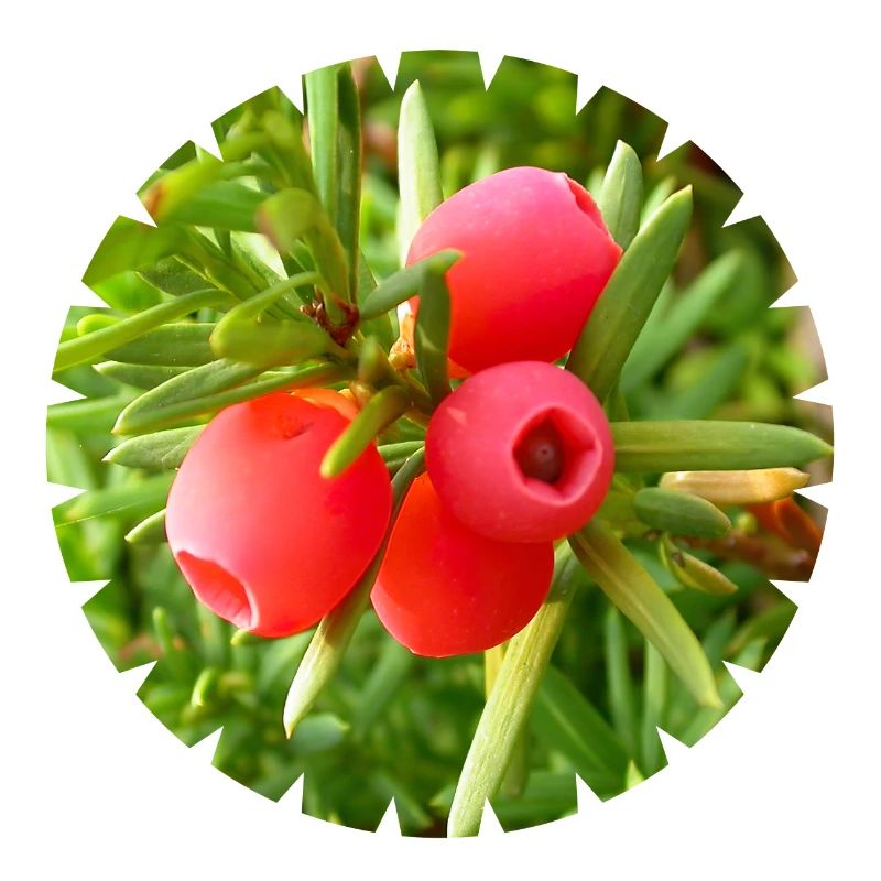 Die Eibe, ein heimischer Nadelbaum