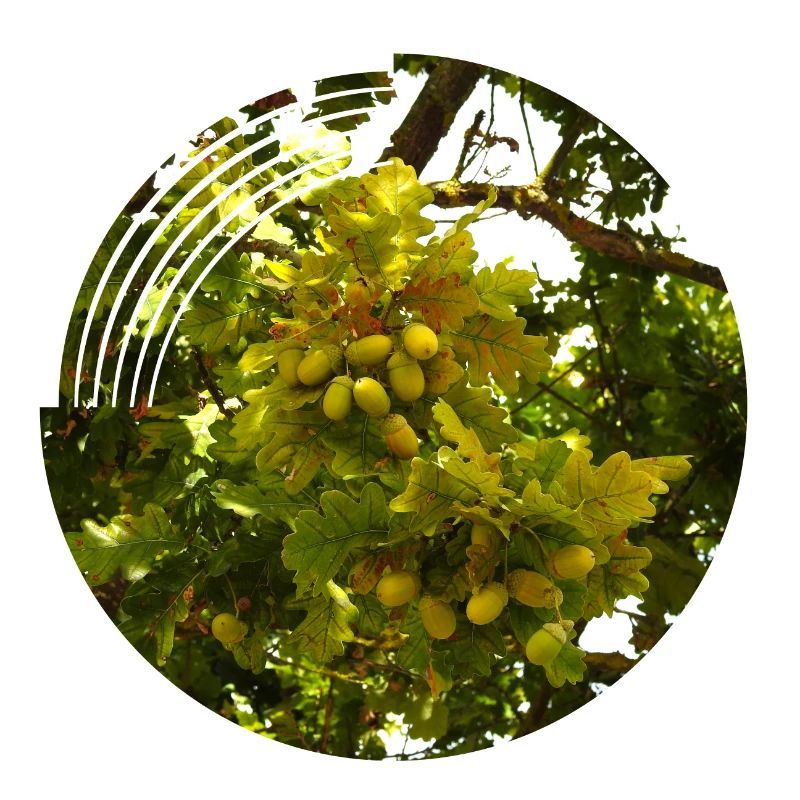 Im Herbst fallen Eicheln von den Bäumen