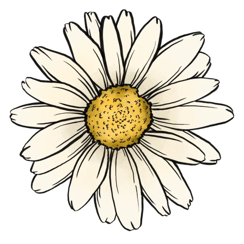 Gänseblümchen