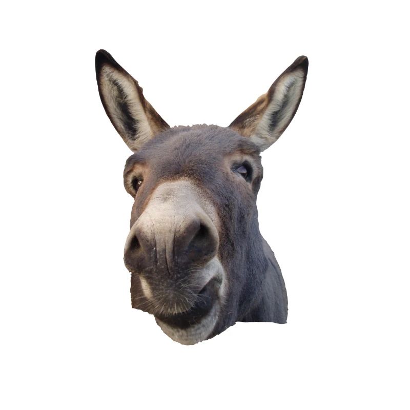 Matty der Esel Donkey Burro