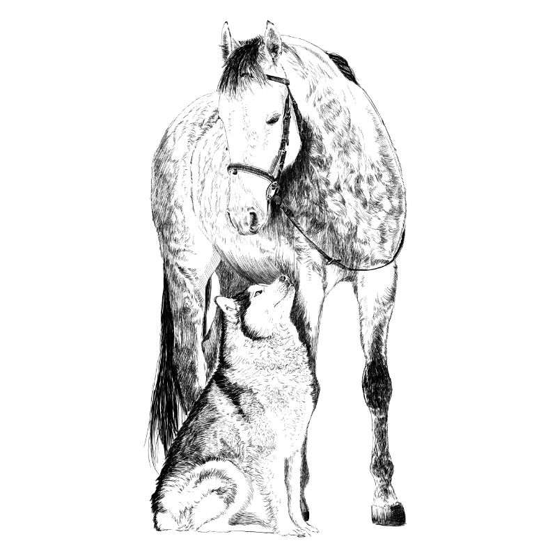 Pferd mit Hund