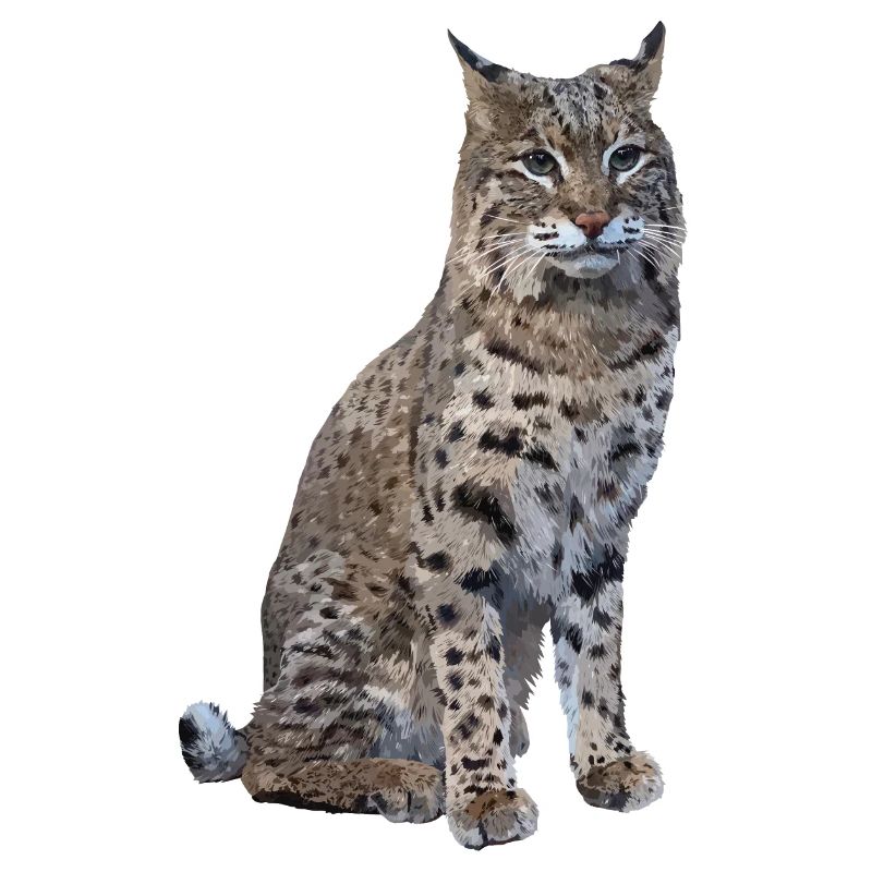 Lynx