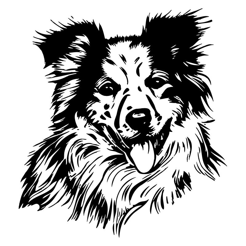 Australischer Schäferhund
