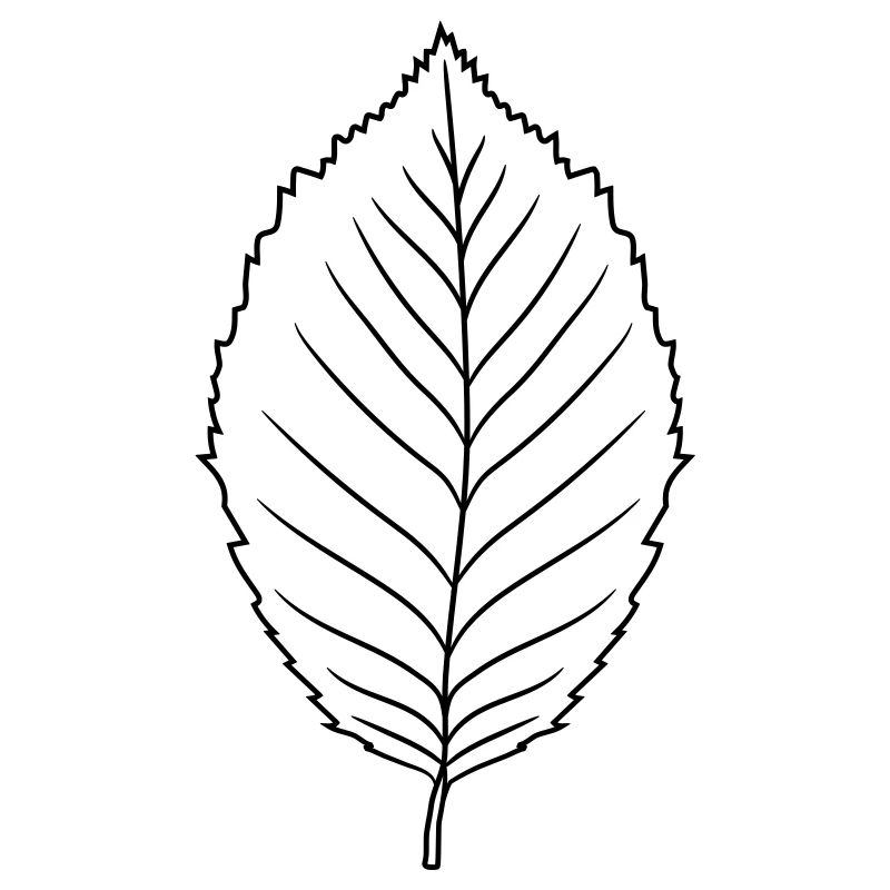 silhouette beech leaf tree plant shape clip art desig