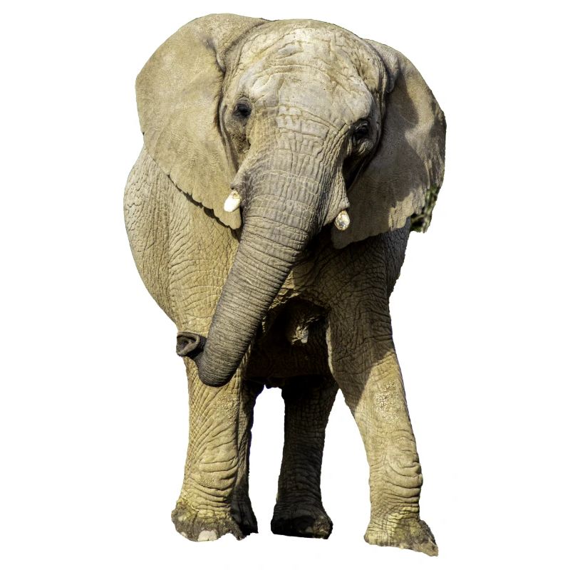 Éléphant