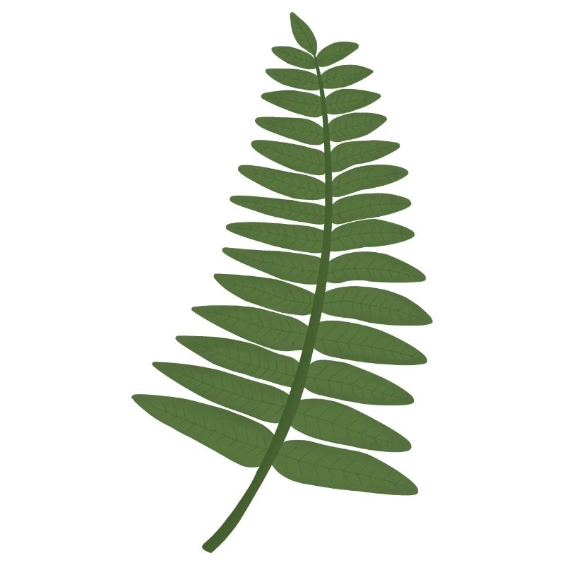 fern leaf