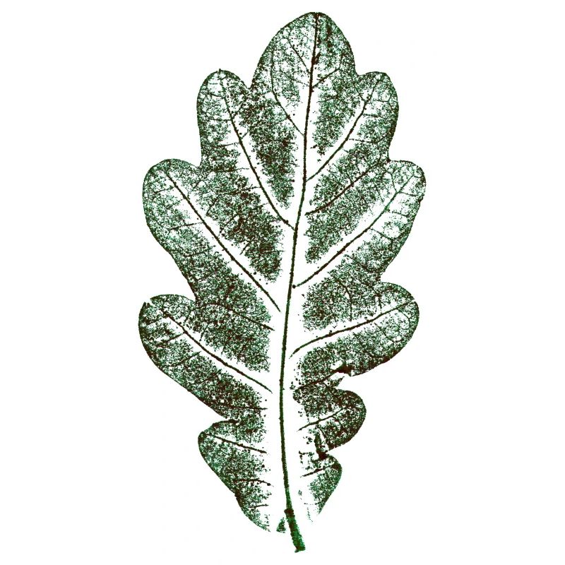Feuille de chêne vert naturel / feuille/ chêne/arbre