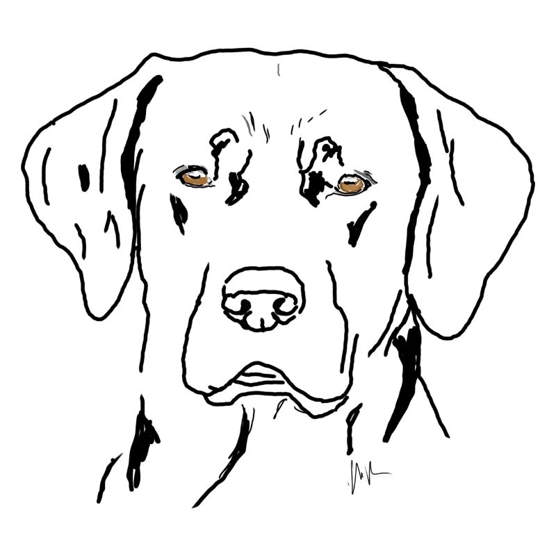 Labrador