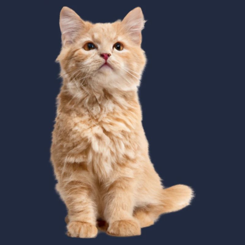 Chat roux