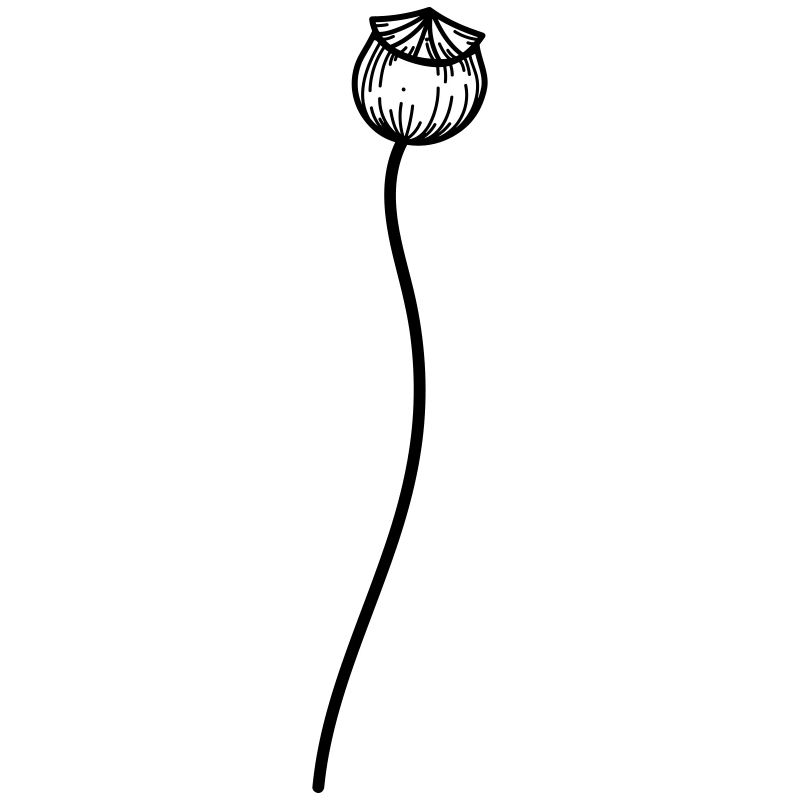 Mohn Blume 2