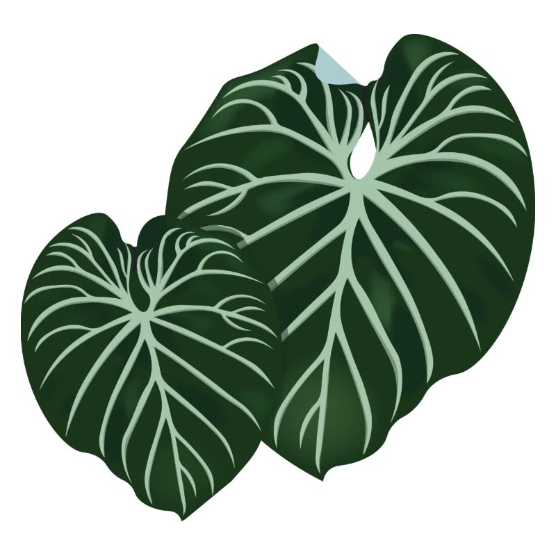 Philodendron Gloriosum