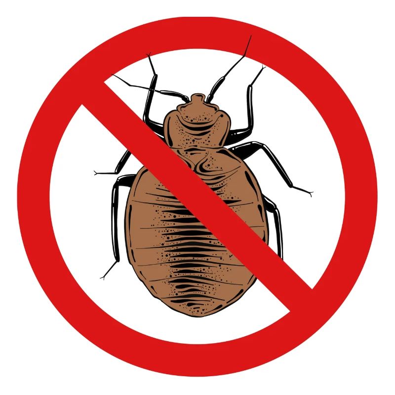 bed bug, bed bug