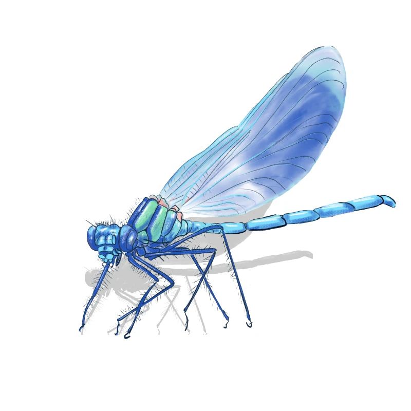 Imprimé de la Braise de Libellule Bleue