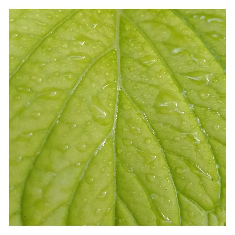 Feuille verte