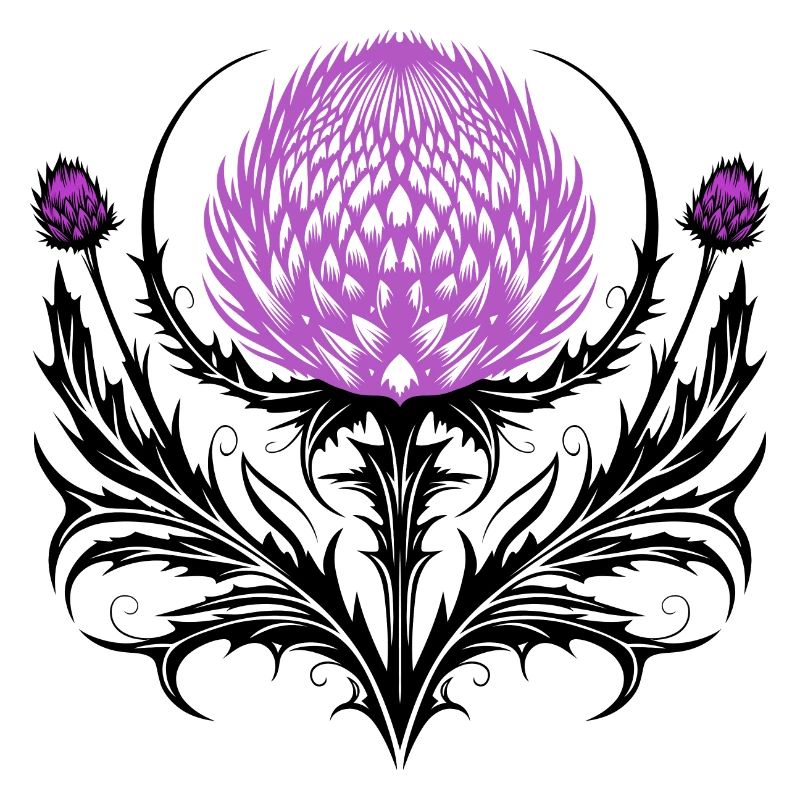 Distel Tattoo Scottish Thistle Botanical Art