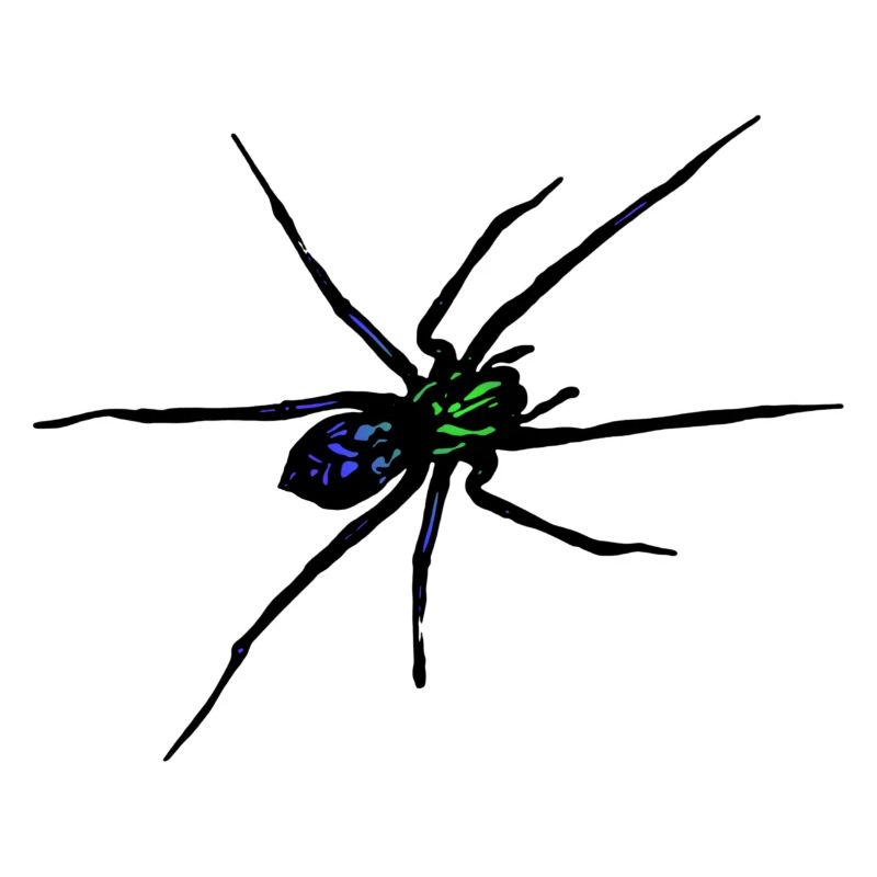 Spider