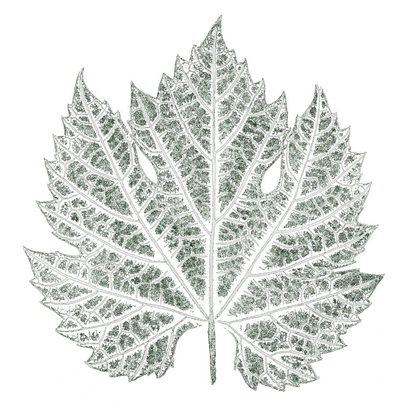 Grape Leaf / Nature Graphic Leaf