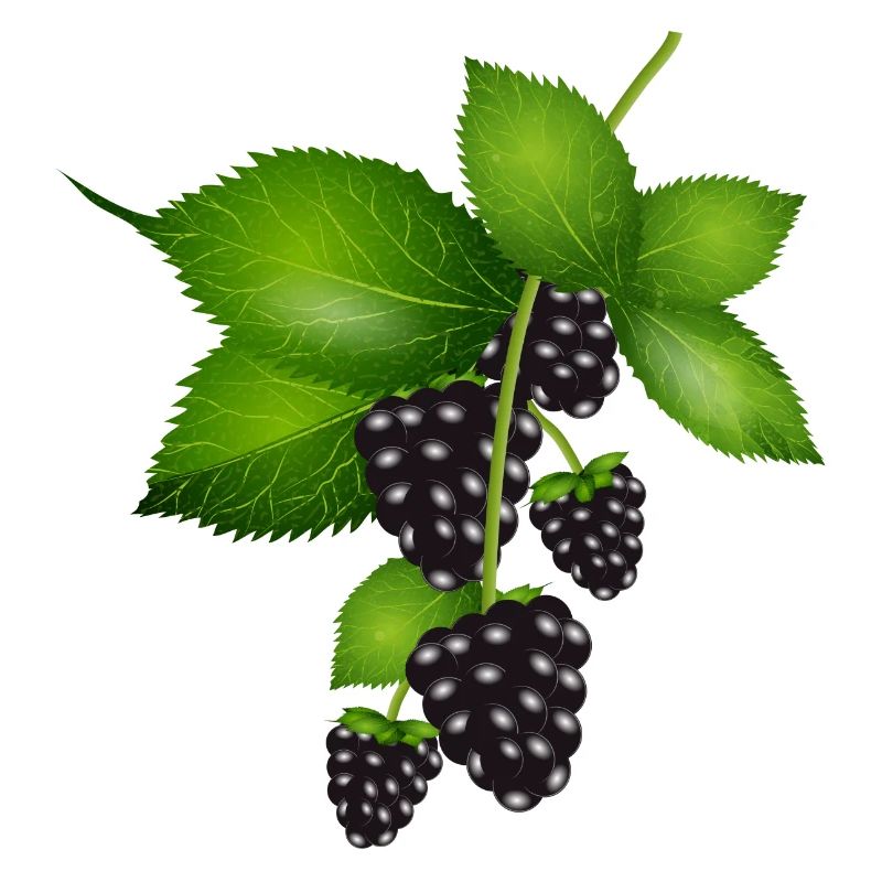 leuchtend dunkelviolette Brombeeren mit Blätter