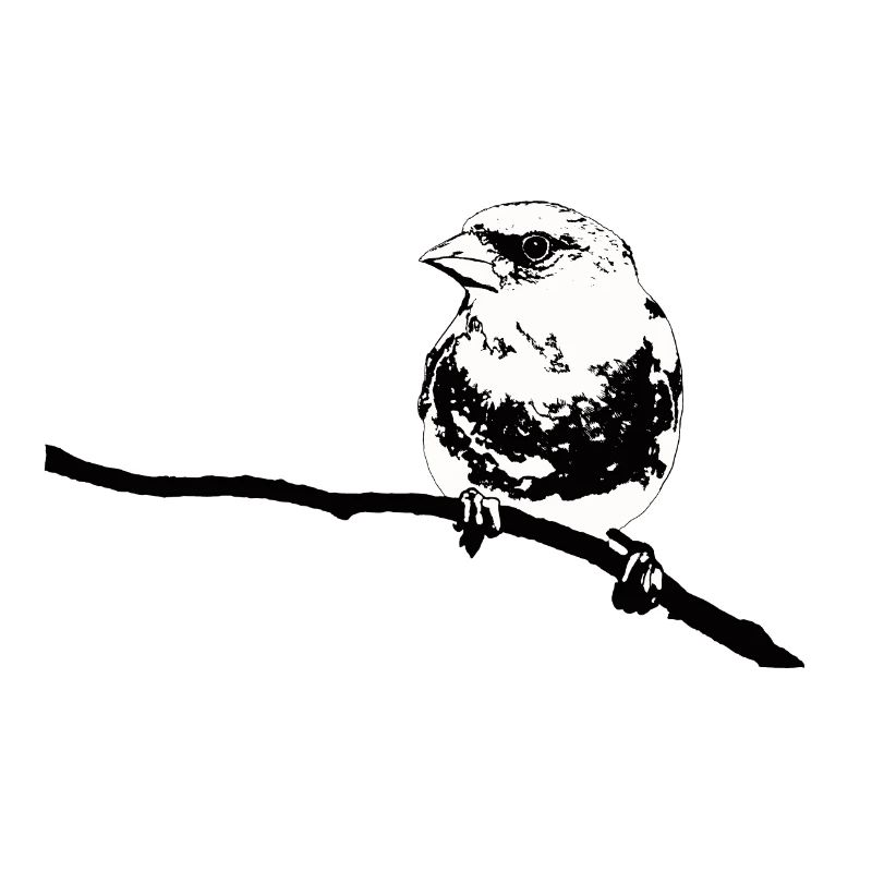 Greenfinch black white
