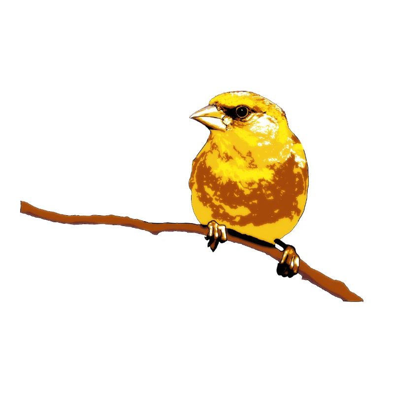 Greenfinch