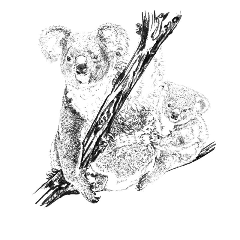 koala bear