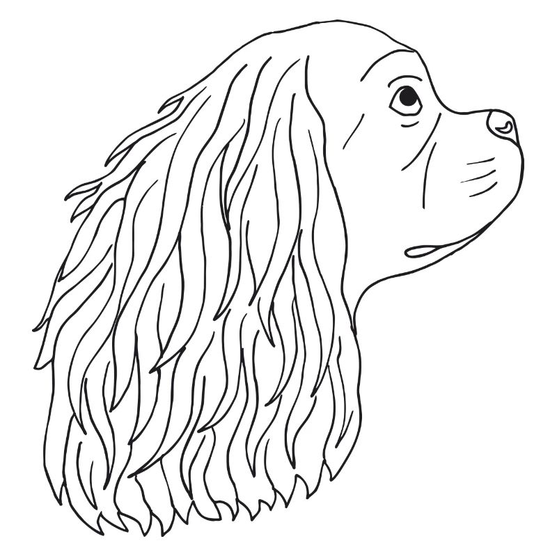 Cavalier King Charles Spaniel