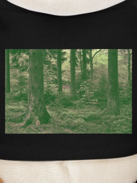 Dreamer Forest