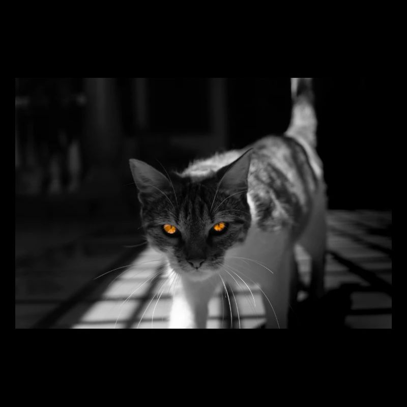 le chat au doux regard