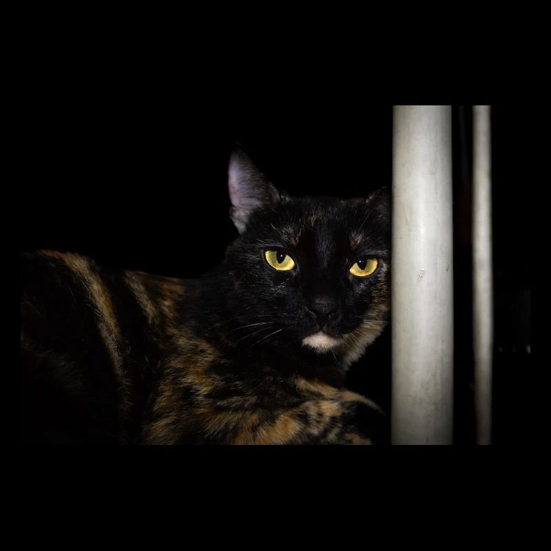 le chat noir