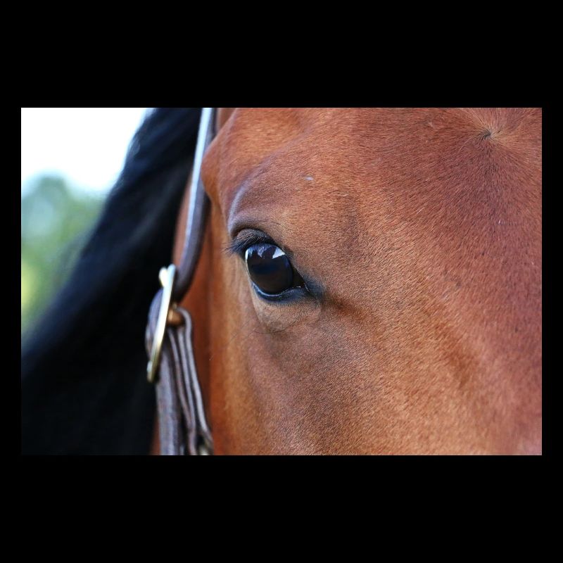Oeil de cheval
