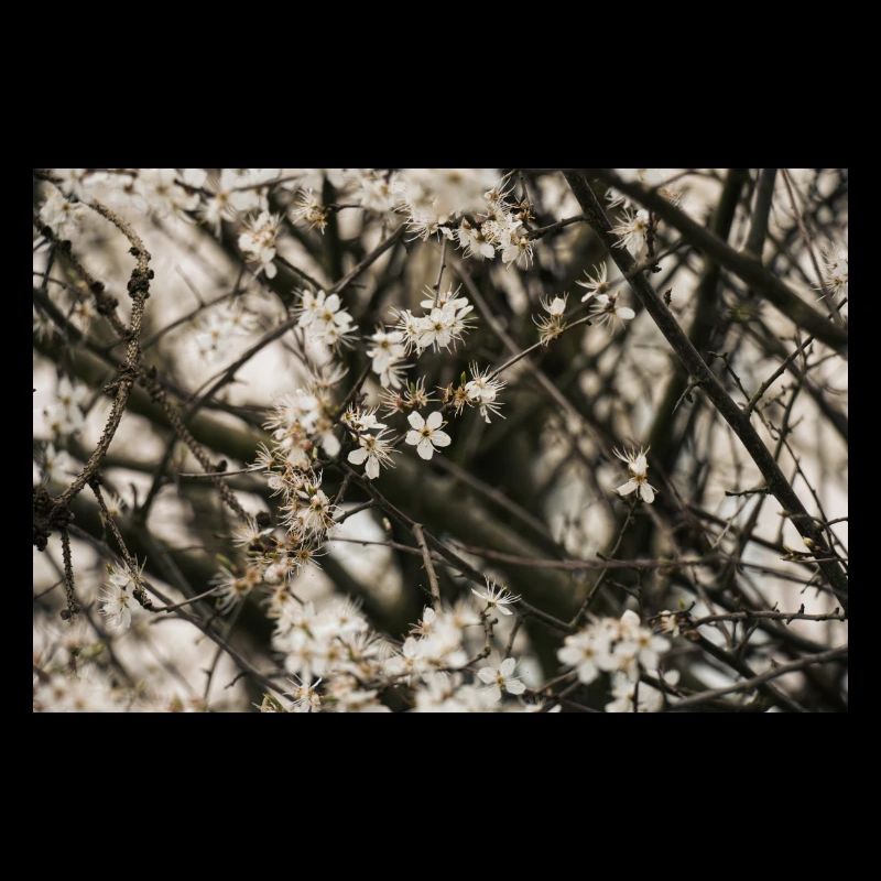 Fleur