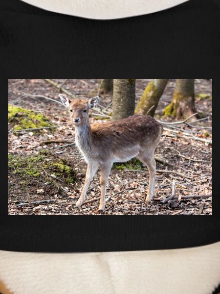 Damhirsch Damwild Dama