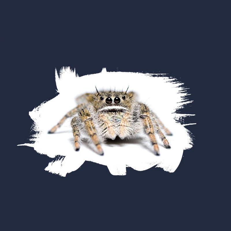 Phidippus texanus jumping spider, spring spinne.