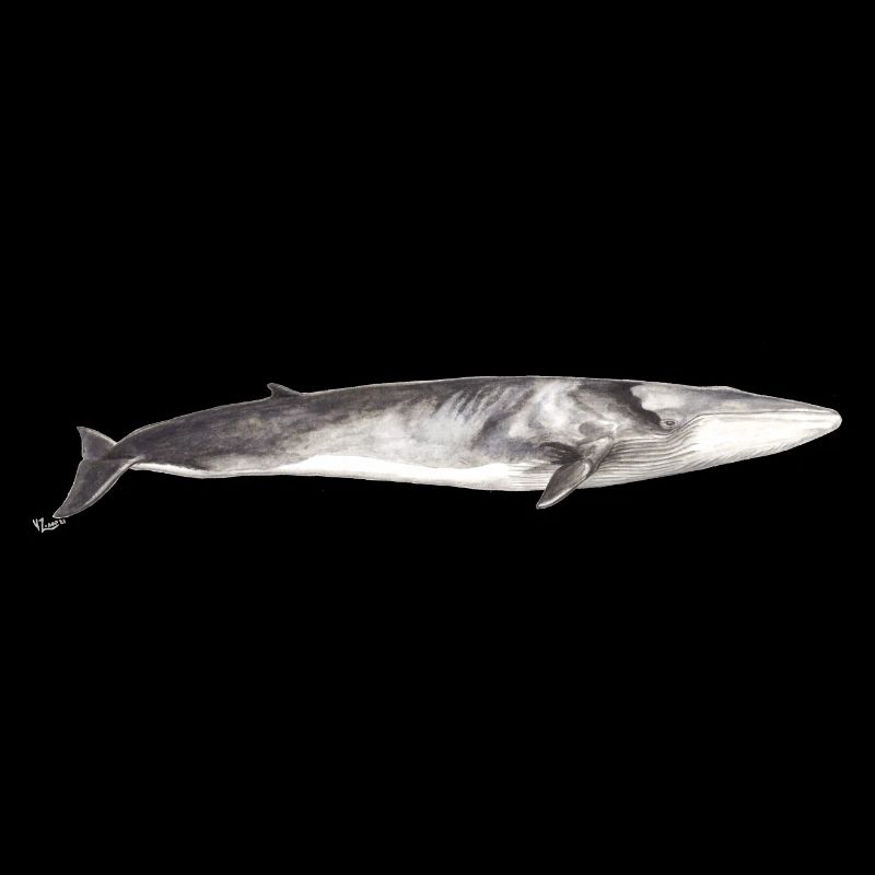 Rorqual commun Balaenoptera physalus