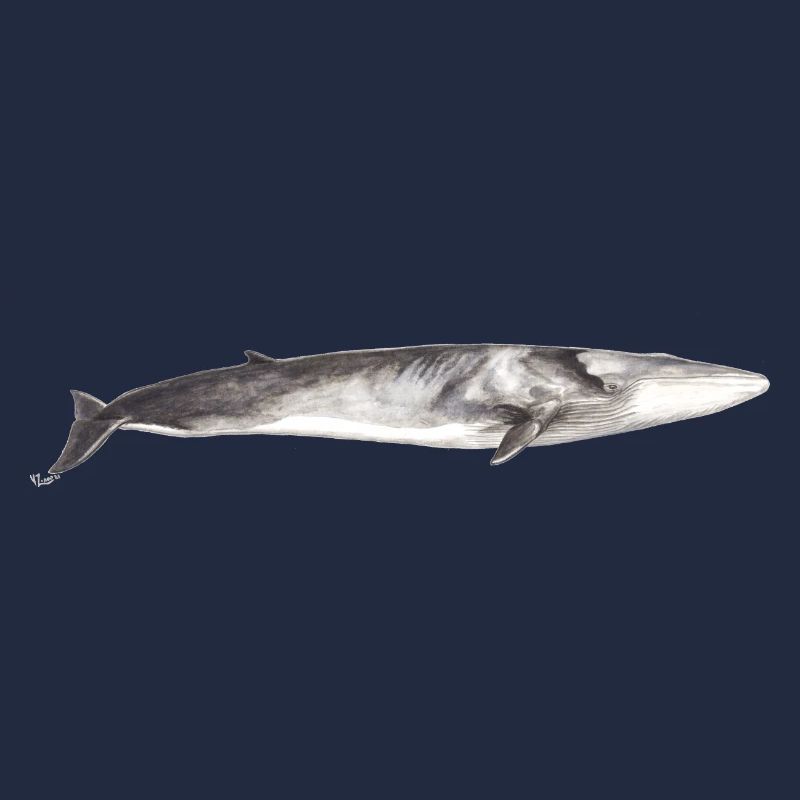 Rorqual commun Balaenoptera physalus